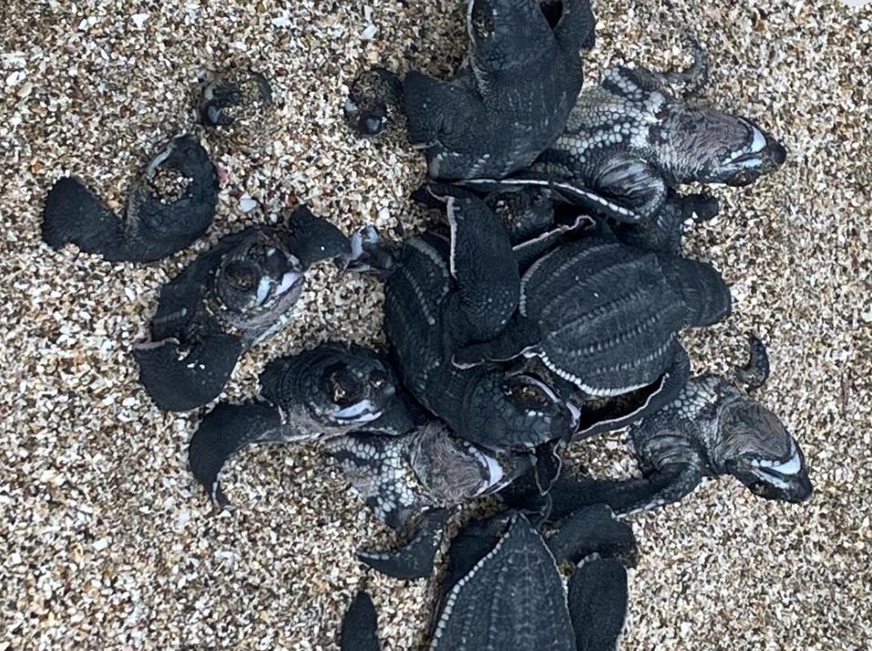 Tortuga laúd